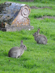 Two rabbits in the cemetery