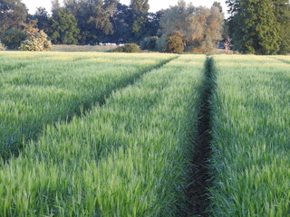 Obraz premium Green farmland