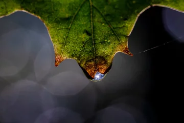 Fototapete a pretty green leaf, an oak leaf, starting to get brow, with a waterdrop that almost is falling off.  © Karlijn