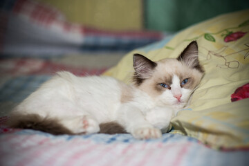 two month old Ragdoll kitten at home