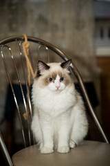 Young beautiful purebred Ragdoll cat at home