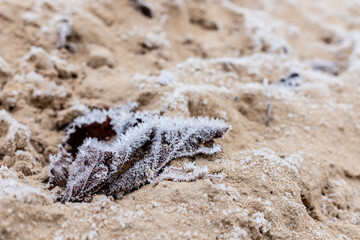 Dead brown leaf with white frost on frozen sand on beach
