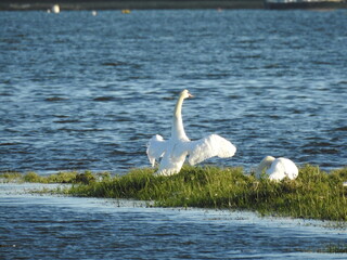 Swans on the lagoon