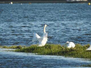 Swans on the lagoon