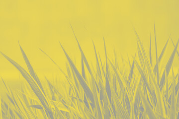Fresh grass close-up in trendy 2021 new colors. Illuminating Yellow and Ultimate Gray. Color of the Year 2021. Copy-space. Can use as banner