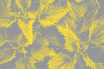 Naklejka na ściany i meble Stinging nettle leaves as background in trendy 2021 new colors. Illuminating Yellow and Ultimate Gray. Color of the Year 2021. Beautiful texture of nettle. Top view. Copy-space. Can use as banner