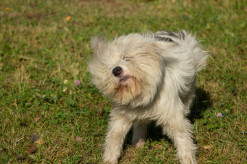 White dog walks on the street. Walking your pet. Cheerful dog. Long white coat. Amazing terrier.