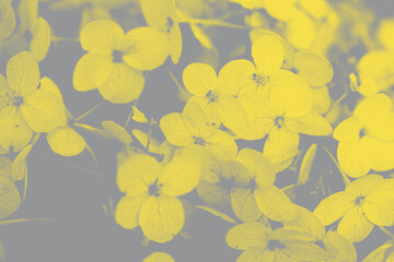 inflorescence of hydrangea in trendy 2021 new colors background close up. Flowering hydrangea, pastel color. Illuminating Yellow and Ultimate Gray. Color of the Year 2021