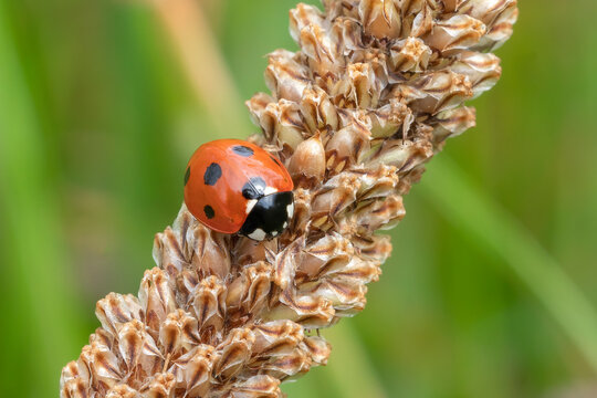 Ladybug, (coccinella septempunctata) a red beetle with seven spots resting on a grass seed wheat stem plant din spring summer commonly known as a ladybird or lady beetle, macro close up stock photo