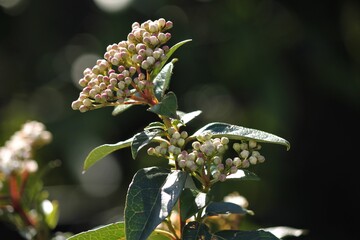 viburnum tinus flowerbuds