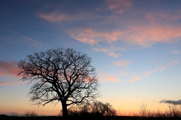 Silhouette of  a tree with bare branches and evening sky in winter, tree funeral, natural burial