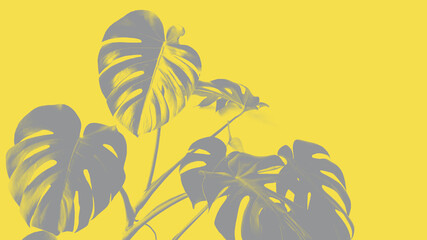 Fototapeta na wymiar Monstera deliciosa or Swiss cheese plant. Color of the Year 2021. A beautiful combination of colors Illuminating Yellow and Ultimate Gray.