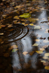 Autumn puddle. Background water on the street. Circles on the water from raindrops. 