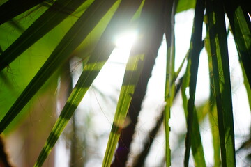 ノコギリヤシの葉の隙間からの眩しい熱帯の日射し