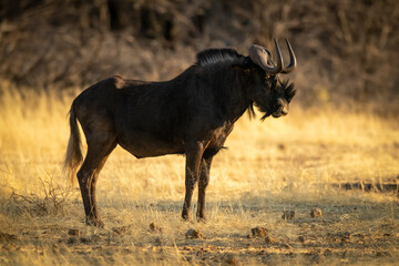 Black wildebeest stands on grass in profile