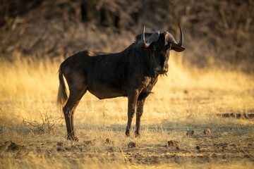 Black wildebeest stands on grass in sunshine