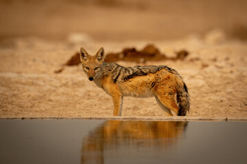 Black-backed jackal stands eyeing camera by waterhole