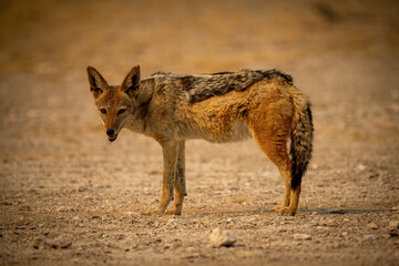 Fototapeta premium Black-backed jackal stands on gravel lowering head