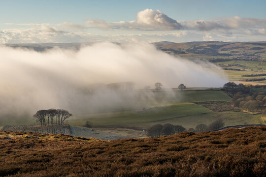 Valley Mist