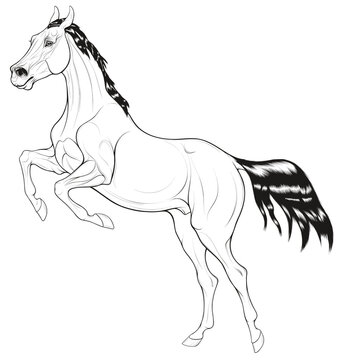 Horse reared before jumping. Prancing stallion pricked up its ears and prepared to overcome an obstacle. Black and white vector design element for equestrian goods and coloring books.