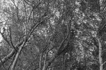 Beautiful cinematic black and white photography of a pine tree during the fall or winter season. Peaceful atmosphere with sun rays passing through branches. Looking up shot.