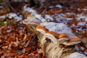 birkensporling schneebedeckt an einem liegenden baum