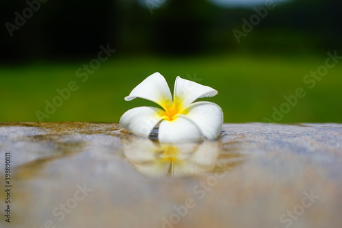 プールサイドと芝生を背景にした白色のプルメリアの花 Wall Mural Katsuji