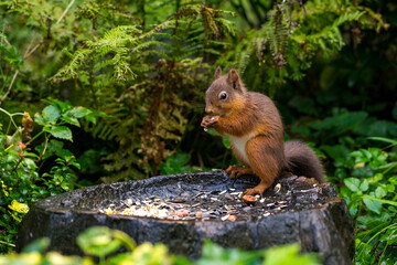 Lake District Squirrell