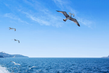 Fototapeta na wymiar blue sea and seagulls flying in the sky