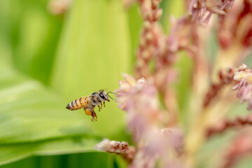 Bee flying with beautiful flowers