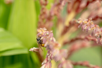 Bee flying with beautiful flowers