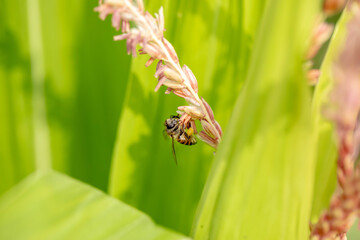 Fototapeta premium Bee flying with beautiful flowers