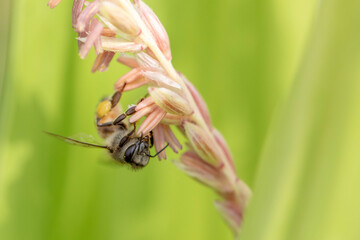 Bee flying with beautiful flowers