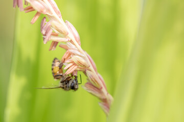 Bee flying with beautiful flowers