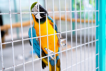 Parrot macaw sits in a cage