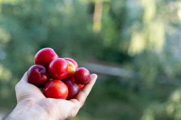 Ripe cherry plum in human hand