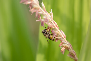 Bee flying with beautiful flowers