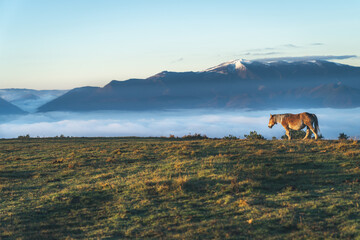 Wild horse Landscape picture