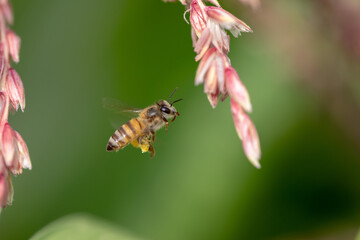 Bee flying with beautiful flowers