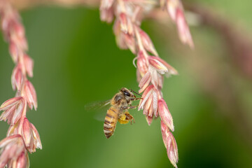 Bee flying with beautiful flowers