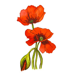 Red poppy flower on a white background. Watercolor drawing