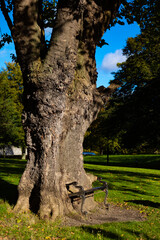 Hungry tree in Dublin's park at Constitution hill. Dublin, Ireland Europe