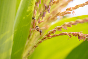 Bee flying with beautiful flowers