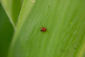 ladybug close-up 