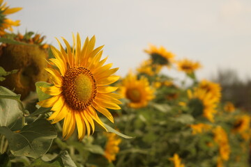 Sunflower field in the summer