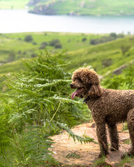 Poodle at Crummock Water