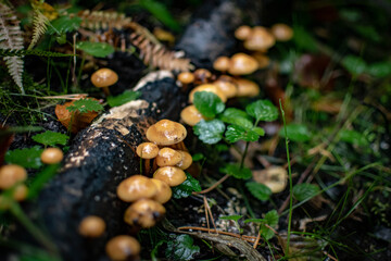 Pilze im Wald IX