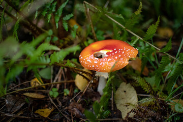 Pilze im Wald VI