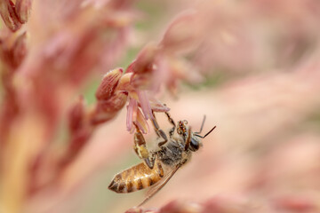 Bee flying with beautiful flowers
