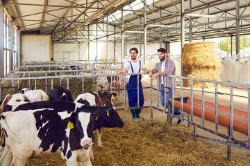Happy farm workers watching calves standing in big clean barn on livestock farm © Studio Romantic